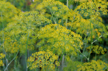 Flowering dill and blurred bokeh as background