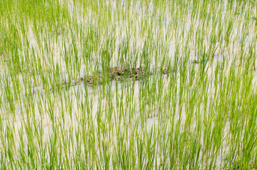 Rice field