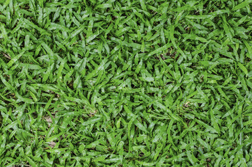 Fresh green grass background