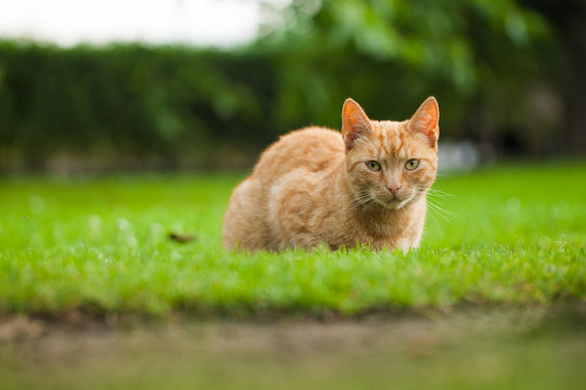 cat in the garden