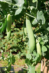 Garden Peas