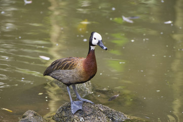 Pato selvagem do Brasil irerê