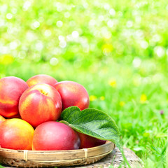 ripe nectarines