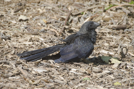 Anu-preto espécie de cuco do Brasil