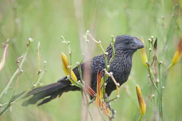 Anu-preto espécie de cuco do Brasil