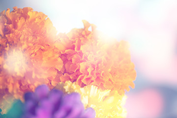 abstract flower background. flowers made with color filters