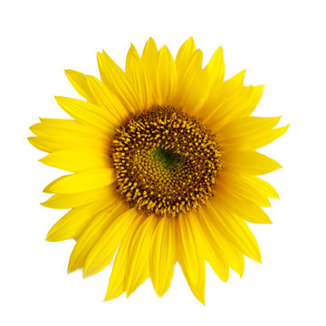 flower of a sunflower isolated on a white background