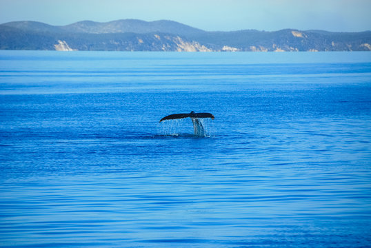 Humpback Whale in Hervey bay, Queensland (Australia)