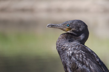 Biguá ave pescadora brasileira
