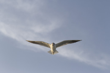 Naklejka premium Tek Bacaklı Martı