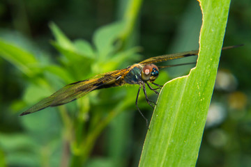 Close-up of dragonfly