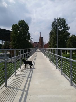 Ponte