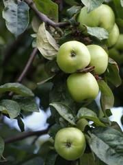 ripe apples in an orchard