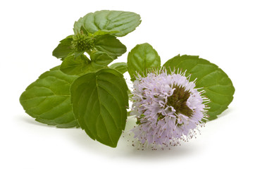 Mentha Menta Mint Minzen Menthe Mięta Мята Nane נענע © Comugnero Silvana