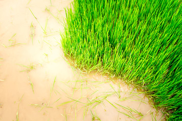 surface grass