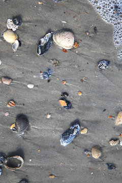 Scattered Shell