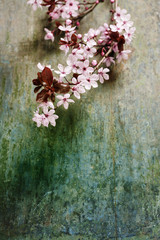 Spring Cherry blossoms
