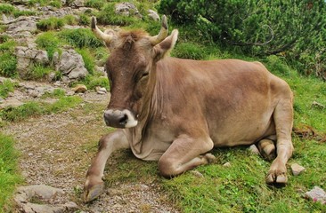 Naklejka na ściany i meble Kuh auf der Alp