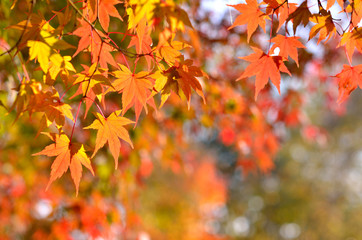 Naklejka na ściany i meble Japanese autumn leaves