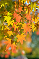 Fototapeta na wymiar Japanese autumn leaves