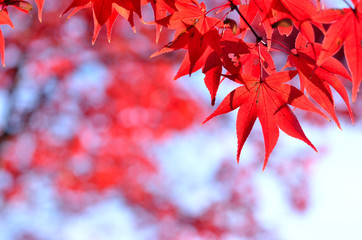 Japanese autumn leaves