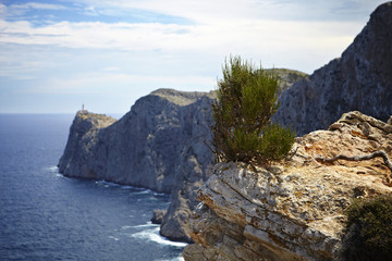 Fototapeta na wymiar Gestrüpp, Cap de Formentor