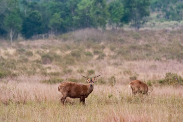 A Group of Eld's deers