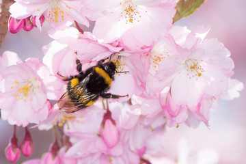 Bumblebee Collecting Pollen