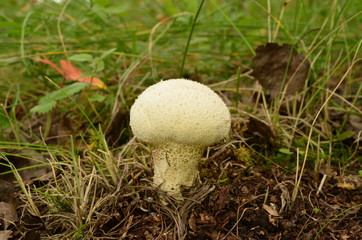 Белый и пушистый