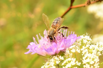 Пчелка и нектар