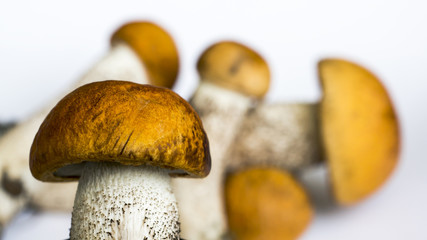 Few orange cap boletus