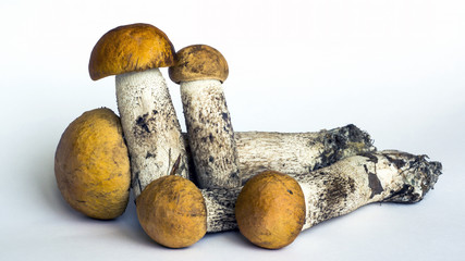 Natural forest mushrooms