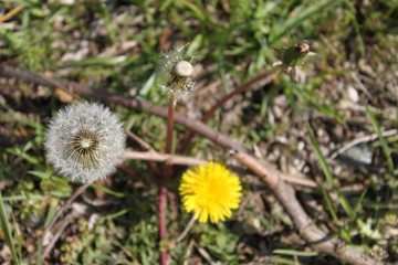 タンポポ