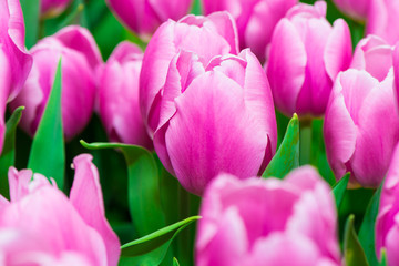 Purple tulips