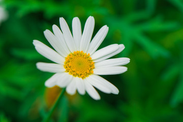 Obraz premium Daisies