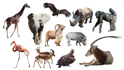 African animals © JackF