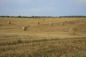 Haystacks in a field