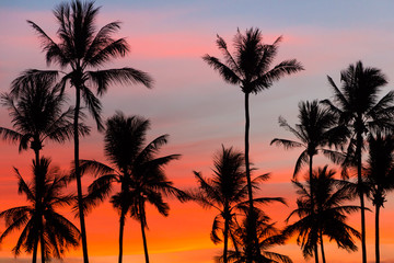 Fototapeta na wymiar Palmen beim Sonnenuntergang