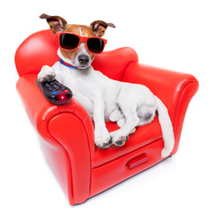 dog tv