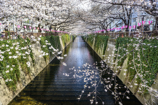 Meguro Canal In Tokyo, Japan