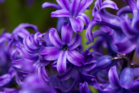 Purple Hyacinth