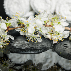 Naklejka na ściany i meble Spa set of zen stones, blooming twig of plum with reflection on