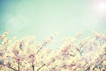 Obraz na płótnie Canvas Vintage spring flower. Abstract image of cherry blossoms and blu
