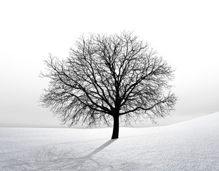 Kahler Baum im Schnee