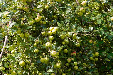 Ripening apples on a tree