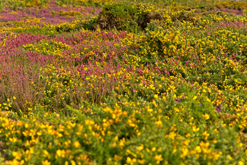 Colorful field of purple and yellow flowers. Cape of Frehel. Bri