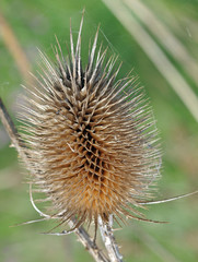 Distel