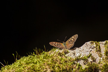 Waldbrettspiel (Pararge aegeria)
