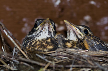 Young Robins in the Nest