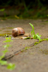 Schnecke
